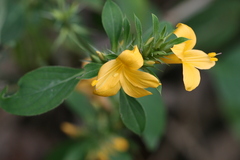 Barleria prionitis